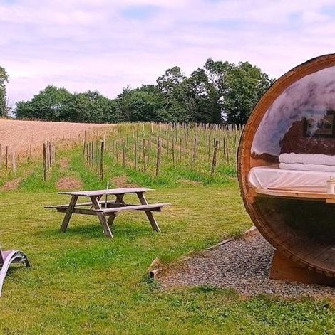 Tonneau bulle insolite, vue sur vignoble dans le Finistère